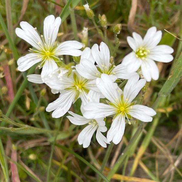Akkerhoornbloem (Cerastium arvense)